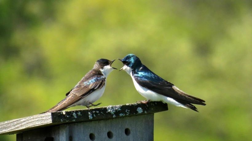 孫に遺産を相続させるときに起こりやすいトラブルと解決策